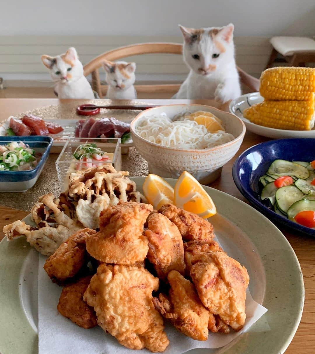 マルさんのインスタグラム写真 - (マルInstagram)「🏠今夜はとり天！ 綾鶏【中津唐揚げ/とり天専門店】 @ayatori_oishi  さんの、とり天だよ 下味つきだから解凍して揚げるだけ ダーリンが「うまい、うまい」と連発にゃの お給仕が忙しそうなマルミンちゃん₍^·͈༝·͈^ฅ . . 大分県中津の綾鶏 とり天、から揚げ、とり飯の素(白.黒)が オンラインショップでお取り寄せできますよ . . #綾鶏#綾鶏からあげ#綾鶏とり天#お取り寄せグルメ#おうち時間#家飲み#cat#おうちごはん#猫#三毛猫#ねこ部#夕食#猫との暮らし#料理#catsgato #catstagram#instagood #ペコねこ部#cute#ふわもこ部#にゃんすたぐらむ#暮らし」7月19日 20時51分 - maruruna