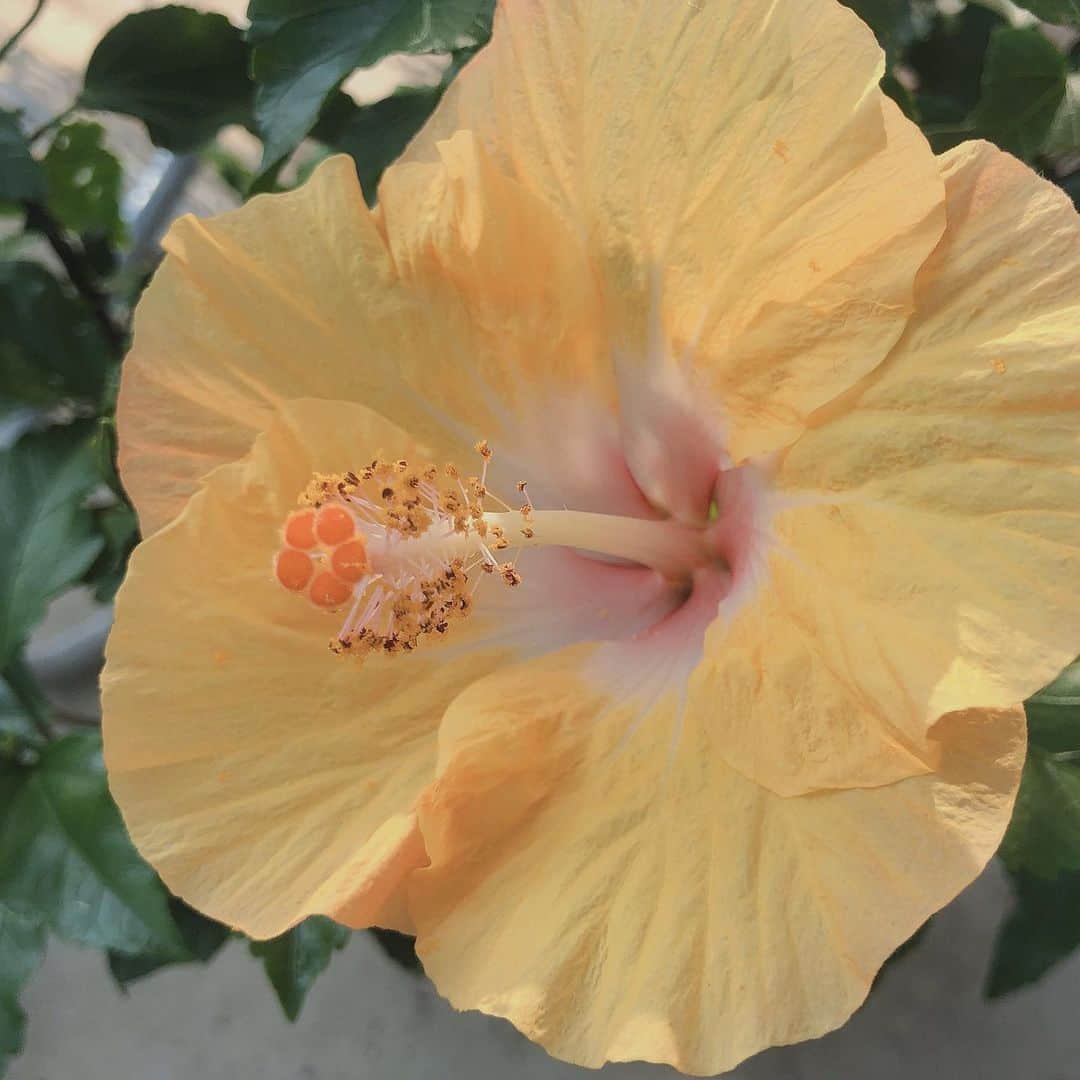 中野みやびのインスタグラム：「はいびすかす  #ハイビスカス #花 #flower #夏 #summer #ocean #yellow #グラデーション #gradation #綺麗 #picture #写真 #自然 #wawawa #みやび」