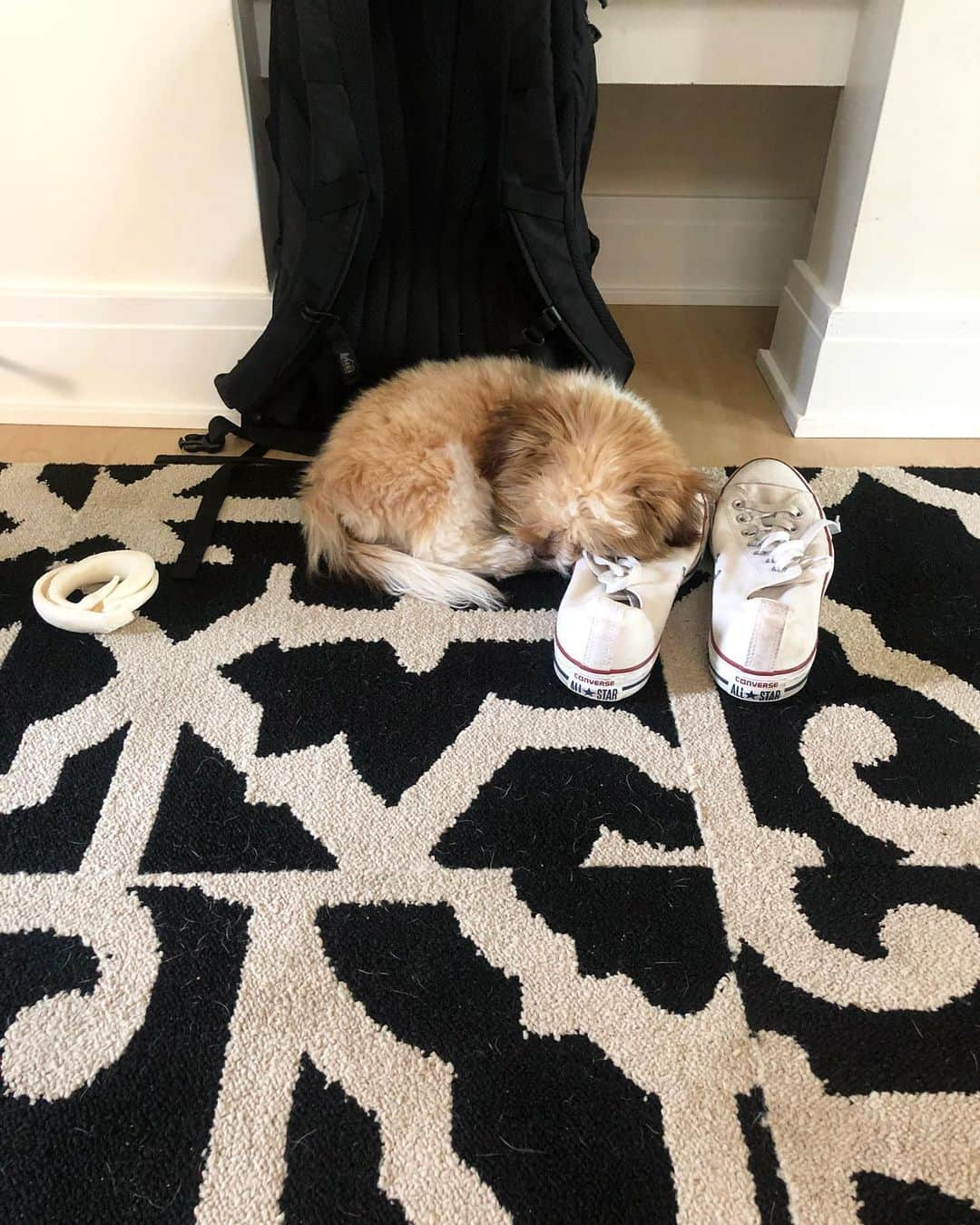 デイブ・クーリエさんのインスタグラム写真 - (デイブ・クーリエInstagram)「Ziggy loves sleeping on dad’s shoes. #cutitout #dogsofinstagram #doglife #peta」7月19日 21時56分 - dcoulier