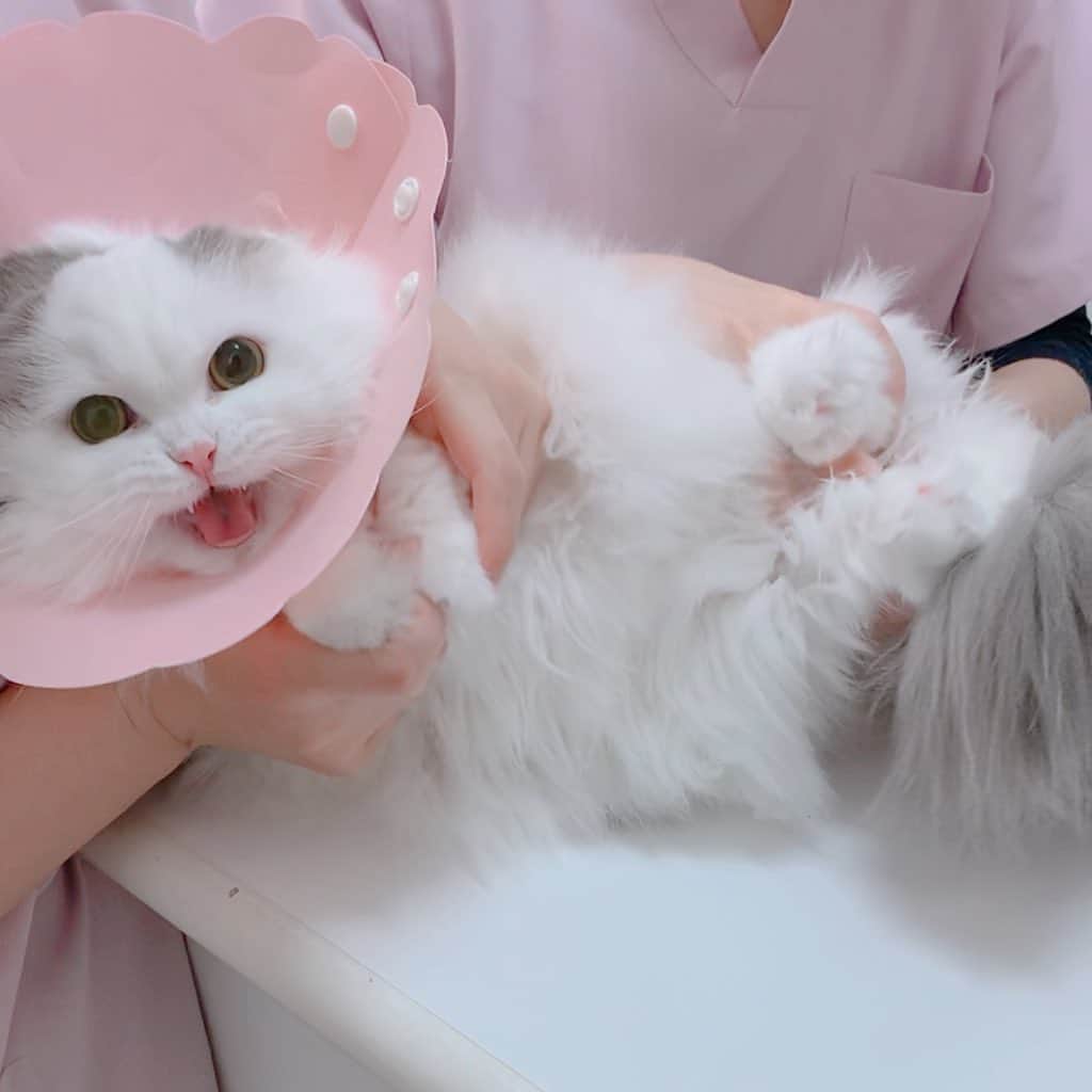 のんたのインスタグラム：「今日は3にゃん揃って健康診断へ Medical checkup🏥  まずぱんちゃん ①基本的にずーっと鳴いてます😅 ②ワクチンをしてもらいました💉ギャース ③血液検査もギャースギャース ④体重は3.33kgでした ⑤おしっこが溜まっていなくて尿検査は次回に ・ #scottishfold #catstagram_japan #catsofinstagram #cats_of_instagram#catoftheday #ilovemycat #bestmeow #catlover #cutecat #kittensofinstagram #cute #スコティッシュフォールド」