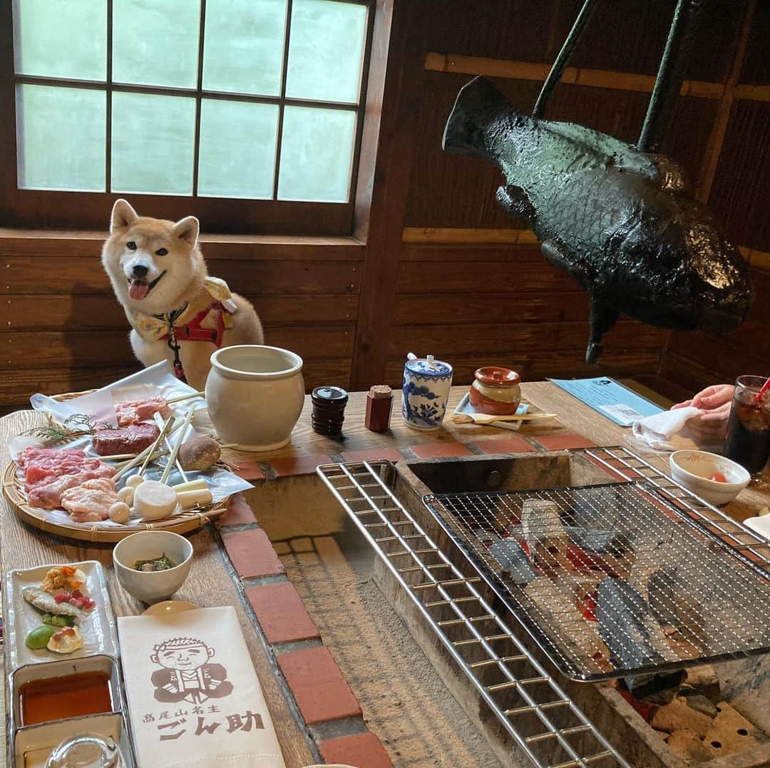 てんパパさんのインスタグラム写真 - (てんパパInstagram)「てんちゃんも、塩こしょうしてない鶏肉串焼き食べます。 #いろり焼き　#室内わんこok #離れの個室」7月19日 21時58分 - tenchan.shiba