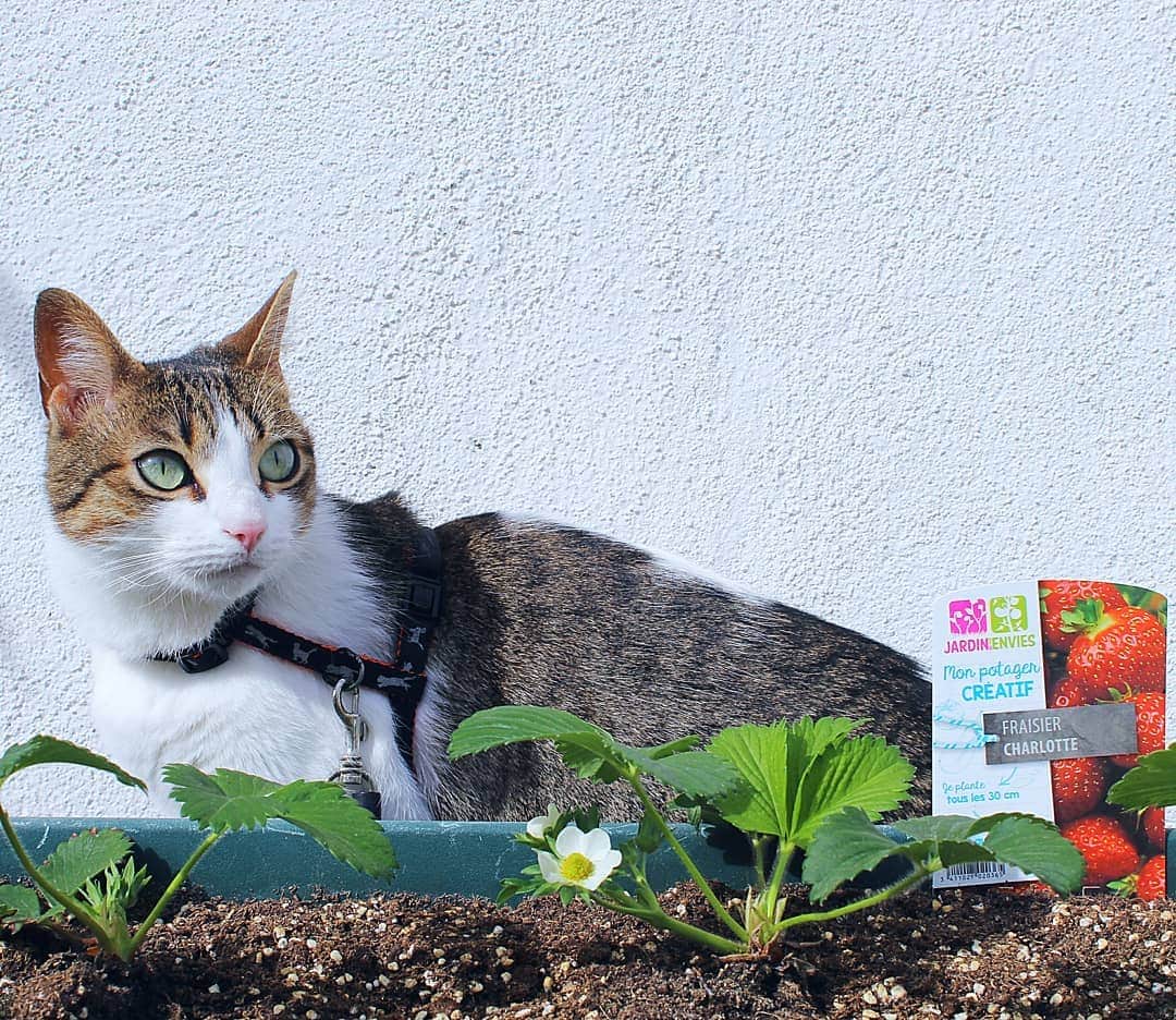 Homer Le Miaou & Nugget La Nugさんのインスタグラム写真 - (Homer Le Miaou & Nugget La NugInstagram)「As all good gardener will tell you, the secret to grow strawberries is to stand pretty next to them! 🍓😻🍓 #CatGardenHacks」7月19日 22時06分 - homer_le_chat