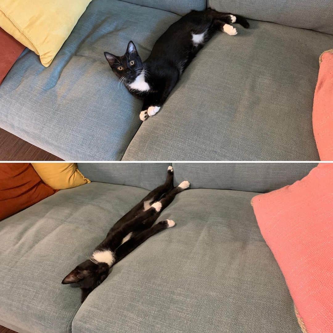 のインスタグラム：「‪7 weeks growth👀‬ #kitty #cat #catstagram #猫のいる暮らし」