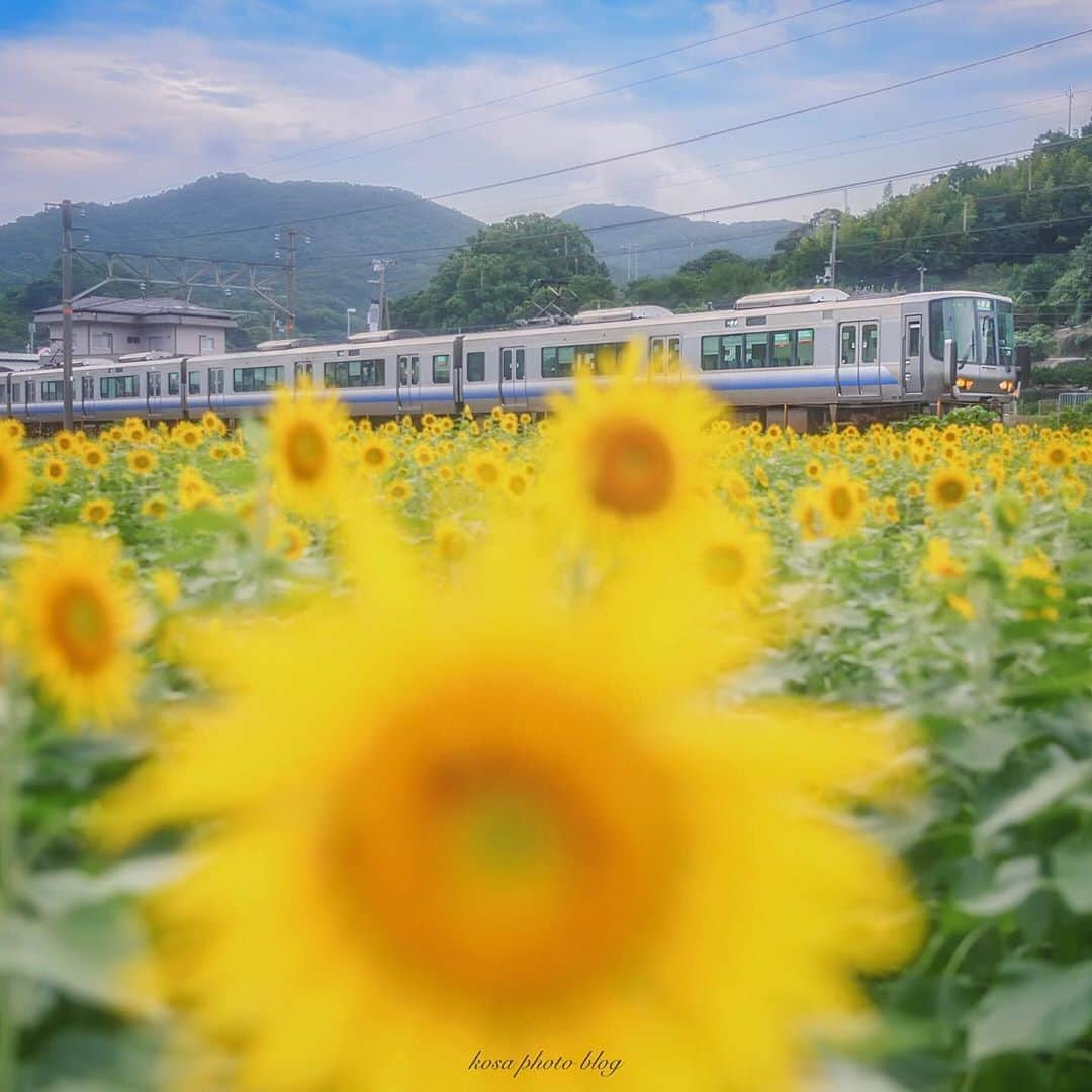 コサさんのインスタグラム写真 - (コサInstagram)「和歌山の向日葵ポイント発見🌻🌻 まぁまぁ見頃を迎えていました♪ . Location:和歌山 Wakayama / Japan🇯🇵 Date:2020年7月 カメラ:D5 レンズ:24-70mm f2.8 . #向日葵 #由良 #グッドトリップ和歌山 #かつらぎーの #ひだかさんぽ #恋するひだか #タム鉄フォトコン #traingallery_ig #insta_wakayama #light_nikon #art_of_japan_ #tokyocameraclub #dpj_member #IG_PHOS #photo_jpn #ptk_japan #pt_life_ #bestjapanpics #広がり同盟メンバー #LBJ_Legend #sorakataphoto #nipponpic_member #special_spot_vip #s_shot #japan_of_insta #bestphoto_japan #Rox_Captures  #和歌山県道２４号を巡る #jalan_natsu2020」7月20日 7時48分 - kosa_photo