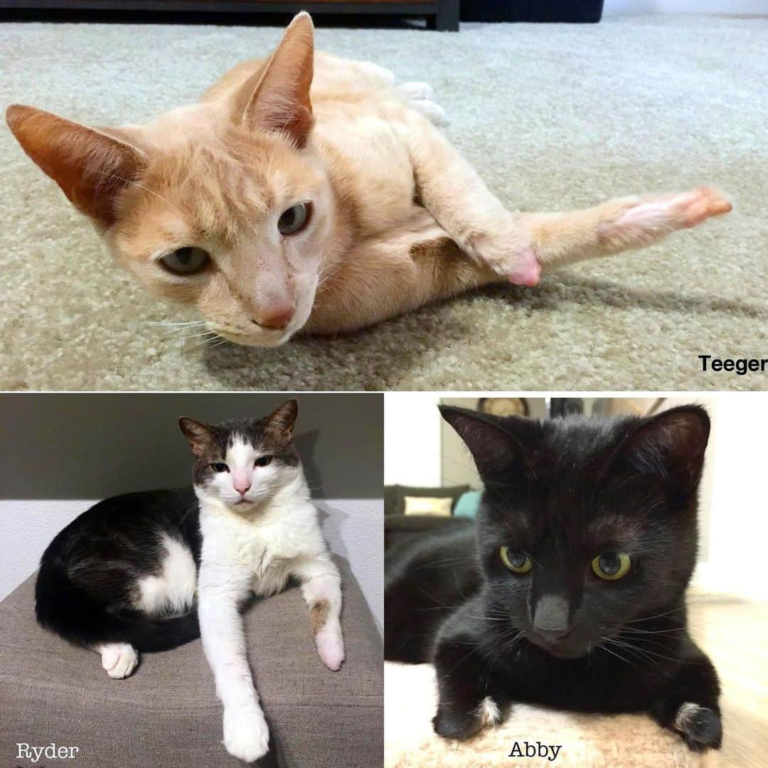 City the Kittyさんのインスタグラム写真 - (City the KittyInstagram)「PLEASE help us in honor of these 3 cats who were declawed at an AAHA hospital and had horrific complications and had to have their paws amputated.  💔🐾😿 The AAHA vets talked the owners OUT of the humane options. They wanted the $$.  The cats suffered unimaginable pain and suffering and still are suffering, and AAHA, the AAHA hospital, and the declawing vet got off SCOT-FREE. 😾😾 If AAHA would have done the right thing and not allowed declawing in their "STANDARD OF EXCELLENCE" hospitals, this wouldn't have happened!😾😾😾😾  ENOUGH IS ENOUGH! Shame on AAHA for still allowing their hospitals to declaw cats. 🐾😾😾😾 The spineless leaders at these vet organizations need to take a stand against this cat cruelty.  American Animal Hospital Association (AAHA) has their big day coming up on July 22nd. #AAHAday AAHA says they are strongly opposed to declawing but they allow their hospitals to perform this barbaric and inhumane amputation procedure. #hypocrites #greed AAHA told their hospitals in 2013 that they can't perform non-anesthesia dentals.  AAHA COULD, if they cared about the welfare of cats over the welfare of their pocketbooks, tell their accredited hospitals that declawing is not allowed. #dotherightthing #ffs Please sign our petition to AAHA that’s on our Instagram bio link. ❤️ Please send AAHA a polite email. 🐾aaha@aaha.org and ask they why they mandated dentals but won't do the same for declawing. Sen us an email if you get a response from AAHA. citythekitty@gmail.com #AAHAday #AAHA #AAHAhospital #StopDeclawing #Cats」7月20日 7時51分 - citythekitty