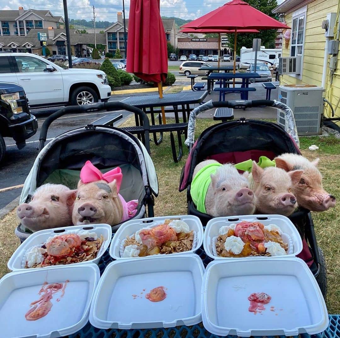 Priscilla and Poppletonさんのインスタグラム写真 - (Priscilla and PoppletonInstagram)「Happy #NationalIceCreamDay! Mommy let us splurge and get ice-cream nachos, since we are on vacation. They had waffle cone chips, rainbow sherbet and fruit salsa. Posey and Pink got peach, Penn and I got apple and Silly Pop picked strawberry because it was the messiest. I could have gotten my own, but I decided to share since it’s still pigkini season. It was the best dessert we have ever had! Swipe to see us pigging out!🐷🍧#maddogscreamery #pigeonforge #PiggyPenn #PoseyandPink #PrissyandPop」7月20日 8時09分 - prissy_pig