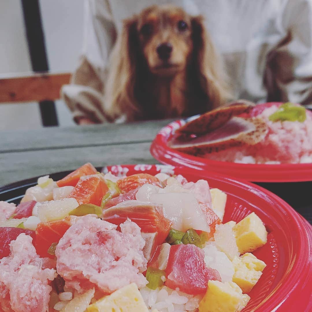 くるみんのインスタグラム：「* 豊洲の江戸前城下町 テイクアウトの食べ物や、お土産屋さんが入った施設でした。  #カニンヘンダックスフント #カニンヘン #カニンヘンダックス #カニンヘンダックスフンドの日常 #カニンヘンの会 #カニンヘンダックスフンド #チョコタンダックスフント #チョコタンダックスフンド #チョコタンダックス #チョコタン #ダックスlove #ダックス多頭飼い #ダックスフント #ダックスフンドカニンヘン #ダックス部 #ダックスフンド #ダックス大好き #ダックス #いぬばか部 #いぬすたぐらむ #短足部 #豊洲 #江戸前場下町 #dachshundgram #dachshund #dogstagram #instagramdog #instadachs #todayswanko #7pets_1day」