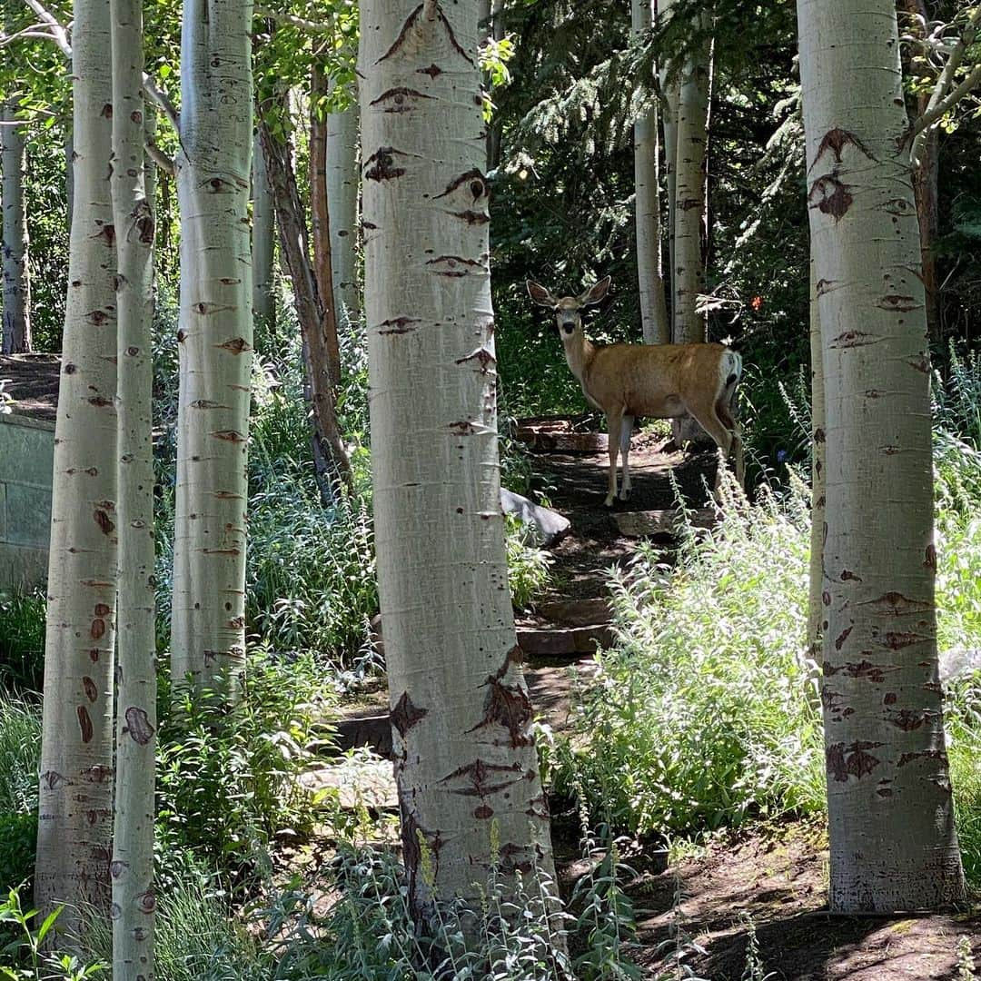 ジェームズ・ガンさんのインスタグラム写真 - (ジェームズ・ガンInstagram)「Came across this beautiful friend in the woods today. ❤️」7月20日 8時22分 - jamesgunn