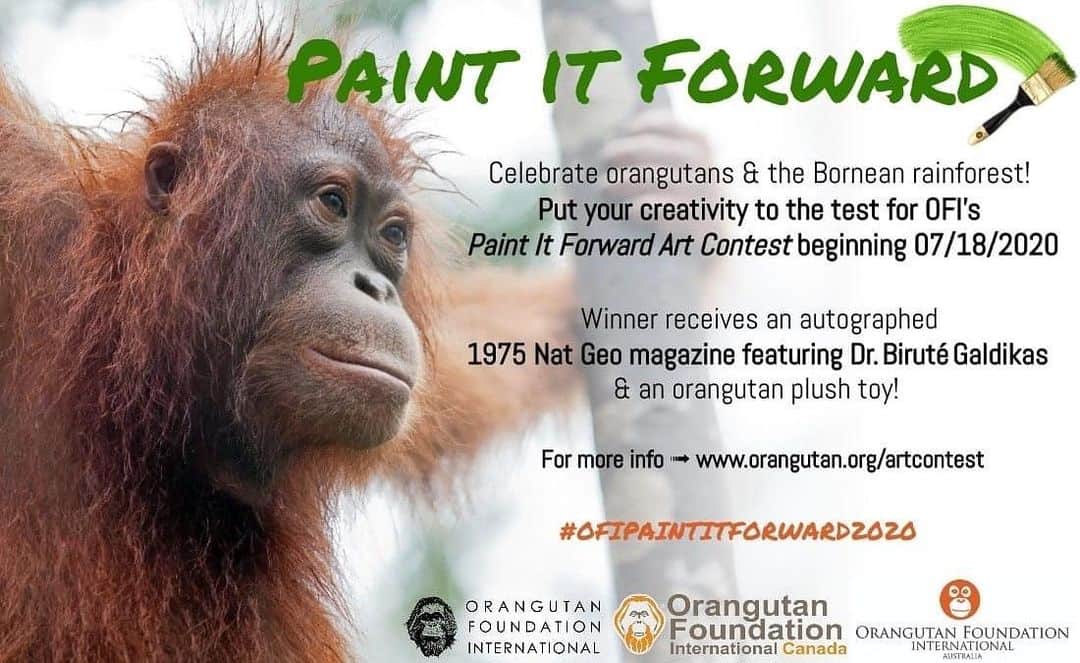 OFI Australiaさんのインスタグラム写真 - (OFI AustraliaInstagram)「Love #orangutans & getting #creative? OFI is excited to announce our first ever art competition, Paint It Forward, with a GRAND PRIZE of a rare autographed 1975 National Geographic featuring Dr. Biruté Galdikas on the cover.  To enter & for all the details, visit orangutan.org/artcontest  #ofipaintitforward2020」7月20日 8時59分 - ofi_australia