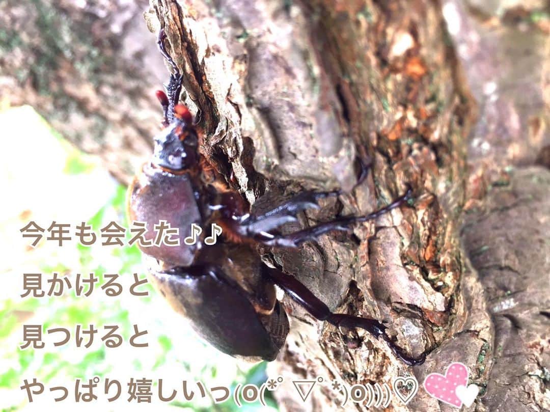花原あんりのインスタグラム：「#かぶとむし」