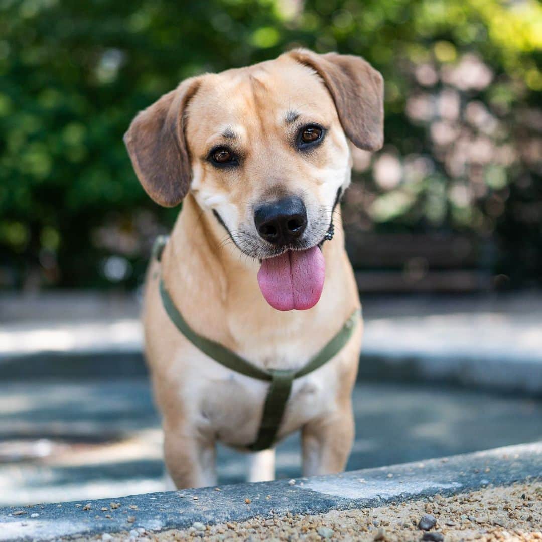 The Dogistさんのインスタグラム写真 - (The DogistInstagram)「Logan, Basset Hound/Labrador Retriever mix (3 y/o), Washington Square Park, New York, NY • “He only really has affection for his mom. He’s a one person dog. He gets more questions about what he is than anything else.”」7月20日 0時09分 - thedogist