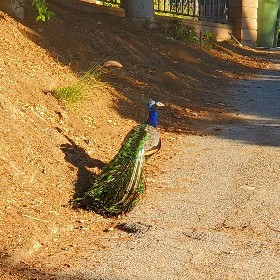 ガソリングラマーさんのインスタグラム写真 - (ガソリングラマーInstagram)「Morning Peacock dude PEACOCKS Peacock #peacock #peacocksrule #peacockempire #ilovepeacocks #peacocktime #peacockmagic #shadowhills #THANKYOU #peafowls #peacockdaddy #peacocksquad 🦚🦚🦚🦚🦚🦚🦚🦚🦚🦚🦚🦚🦚🦚🦚🦚🦚」7月20日 0時22分 - gasolineglamour
