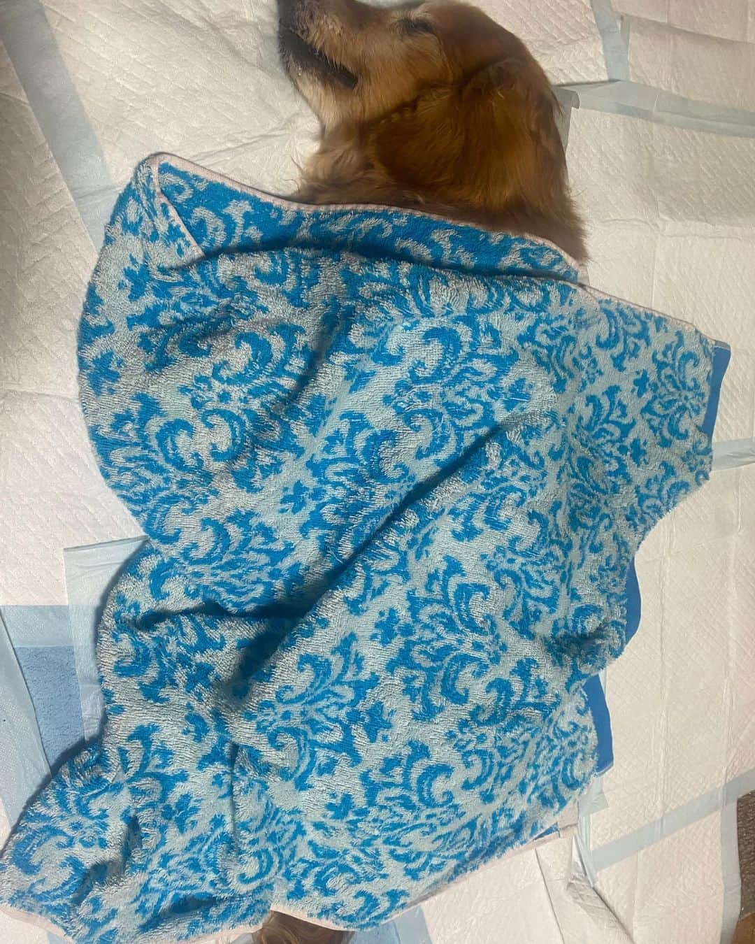 火口秀幸のインスタグラム：「生命には　期限があって　 いつかは、って　ちゃんと　 わかってはいるものの、 どうしても　 別れは　やりきれないものです。  先日亡くなった　タルト君を　追う様に 7月19日　20時半頃　べび君が　 息をひきとりました。  18年生きて、人間で言えば100歳近く、 百寿（ももじゅ）な程。 長生きしてくれました。  べび君は　元々 音楽家の友人　清水一誓氏宅に暮らしてた 僕らもレコーディング時　 いつも一緒に可愛がってた チョボとマロっていう名物な二犬組が居て そのチョボちゃんから生まれたのが、べび。  7月7日　七夕生まれで　沢山の兄弟のうちの 1匹　べび君が、　 我が家に　やってきました。  おっとりしていて、優しい性格で 北海道から　タルト君が　来るまでは 暫く一人っ子だったもので、 とにかくのんびりやさんでした。  その優しさから　いつ何時も　癒してくれて 自分が、苛々した時だって　 べびの顔を眺めてるだけで、 救われたものでした。  タルト君が、来てからは　 長男というプライドからか、 どうにもタルト君を受け入れられず、 という部分が　暫くはありましたが、 不思議なもので、お互いを認め合ってからは なくてはならない存在の二犬となりました（笑）  何しろ、18年前 親父が亡くなって、 親父の生まれ変わりの様だね、なんて いう話から　親父のクリスチャン洗礼ネーム  ベビーから、頂いたべびという名前で、 座頭市の映画の前に　やってきたんです。  なんだか、 ここ、一日、二日  ちょっと食べないし、 調子悪そうだね、なんて　お袋と話してて　  亡くなった昨日も　出かける前に　 べびどうだい？なんて  庭で　顔を撫でる感じで　いつものように 手を差し伸べると　、  自分の両手に　 なんとも、気持ち良さそうな　 見たことない表情で 顎をのせて　暫く、、  あの顔が　最期に見れた顔でした。  帰ってきた時は　もう亡くなっていて  天に召される瞬間は　見とれなかったけど、 あの昼間の表情が、 逝く前に見せてくれた顔だったんですね  想い出は、語ればきりがないので、 また、ゆっくり語って参ります。  6〜7年前　癌告知されたにも関わらず 大変　長生きしてくれたので、  今まで　多くの皆さんに　遊んで頂き　 可愛がって頂き、 本当に、お世話になりました。  べびに変わり　感謝致します。  老衰と言っても良いほど、殆ど　苦しまず、 眠るように安らかに　逝きました。  晩年は　お袋と暮らしてましたから あまりずっと　 一緒には居られなかったけど、  大往生であった事は　間違いありません。  きっと、べびの一生が　 幸せ満天であったと　信じてますし、 僕らの人生に　大きな喜びと　愛を そして、時に癒やし　慰めてくれて 我々に幸せを運んでくれた事に　 最高の感謝を　贈らせて下さい。  べび　どうもありがとう  君と出逢えた事は　人生で　 最高に　幸せでした。  また、いつか　あっちで　逢いますね、  その時まで タルトとあっちで、仲良くやってて下さい。  亡くなった7月19日は、 ヒグチスタジオが、三軒茶屋から 野沢に移転した日。  なんだか、不思議です。 ありがとうね　べび　。  　　　　　　　　　　　　　　　　　　　　　秀幸」