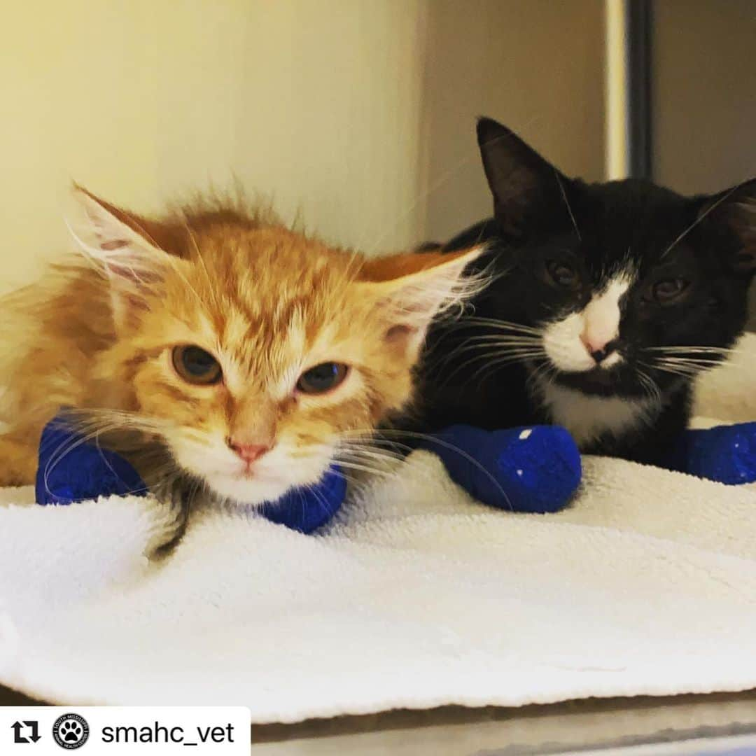 City the Kittyさんのインスタグラム写真 - (City the KittyInstagram)「This Mississippi vet is posting this picture of her cats on Instagram, Facebook, and Twitter page after she barbarically amputated their toe bones and claws. 😿😾😾😾😾😾😾😾 Please find a legislator in Mississippi who can introduce a bill to ban this cat cruelty ASAP!!!!!  Please educate this vet, Dr Brandy Fraser, about how declawing is bad for cats and how there are easy, humane options! Also these cats are showing signs of immense pain and suffering after having their toe bones amputated. 😿😿😿💔💔💔💔💔 #takethehighroad #educate  @Repost @smahc_vet with @make_repost ・・・ My boys are up from their neuter and declaw surgeries!! Doing well and last vaccines tomorrow... #smahcvet  #stopdeclawing #vetlife #mosspoint #mississippi #veterinarymedicine #veterinarian #smahcvet #smahcgrooming」7月20日 1時41分 - citythekitty