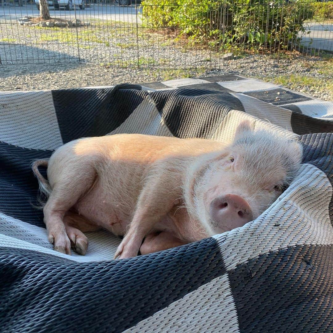 Priscilla and Poppletonさんのインスタグラム写真 - (Priscilla and PoppletonInstagram)「Penn has decided that the fire pit at our campsite makes for a great napping spot. I’m not going to tell him what’s under the rug, because he’s safe with us. I just wish all piggies were so lucky!🐷⛺️#pigeonforge #PiggyPenn #happycamper #PrissyandPop」7月20日 1時47分 - prissy_pig