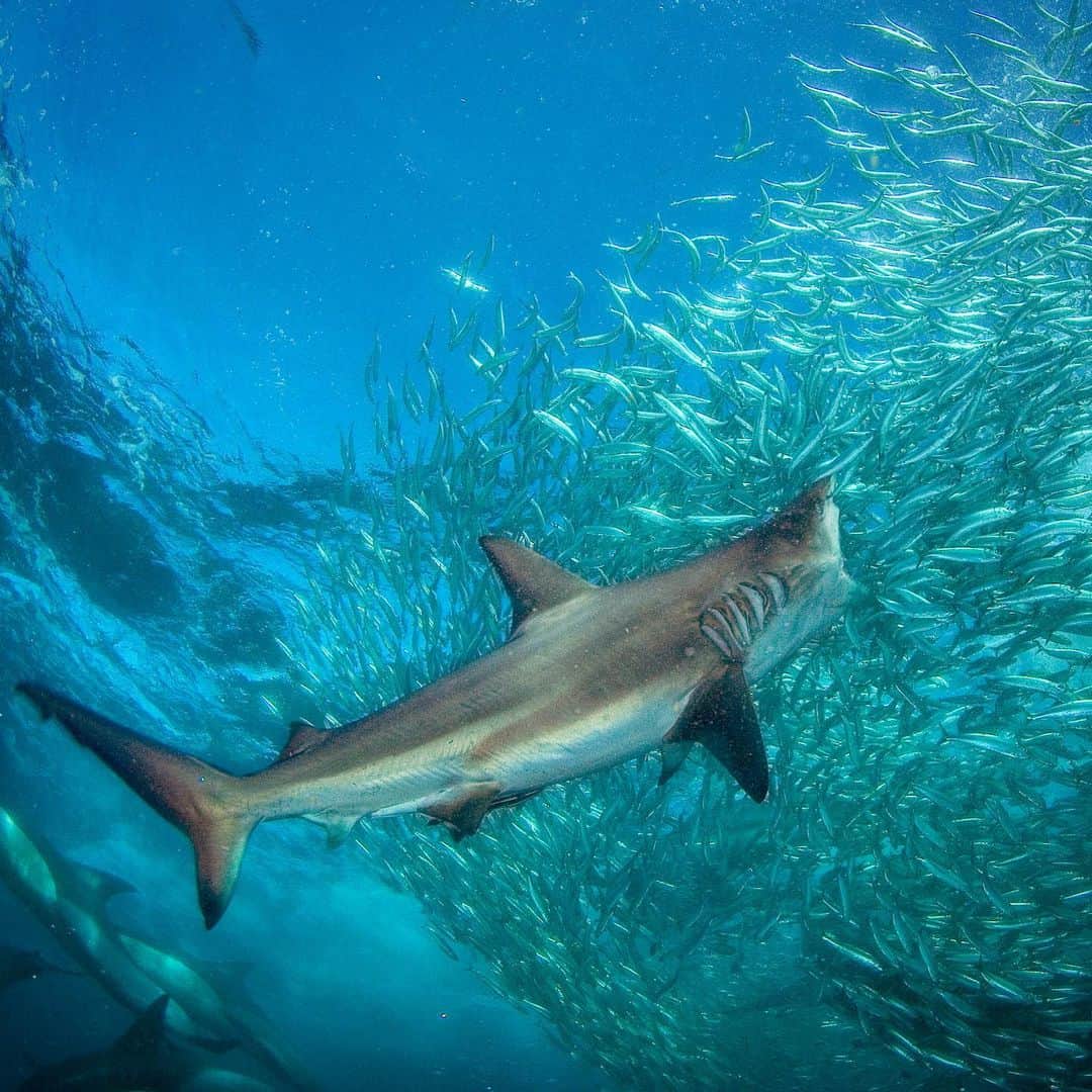 Thomas Peschakのインスタグラム：「It is Sardine Run time in South Africa but instead of chasing silvery fish and the hordes of predators that follow them, I am at home busy packing for my next @NatGeo story. So this photograph from my archives will need to suffice as my 2020 ode to the ‘Greatest Shoal on Earth’. #underwaterphotography #sharks #sardinerun #southafrica」