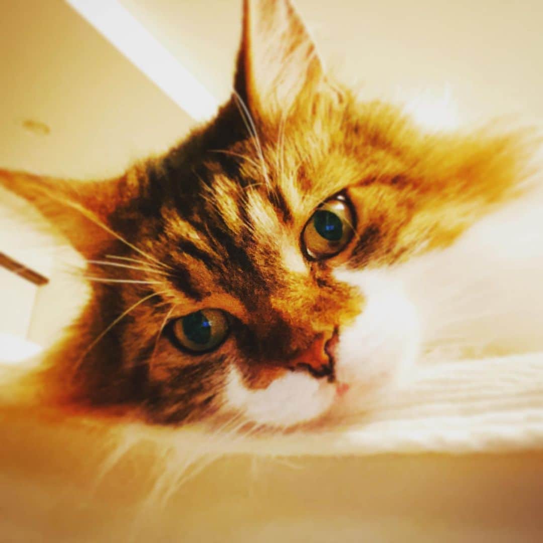 本間昭光のインスタグラム：「かわいい🐱」