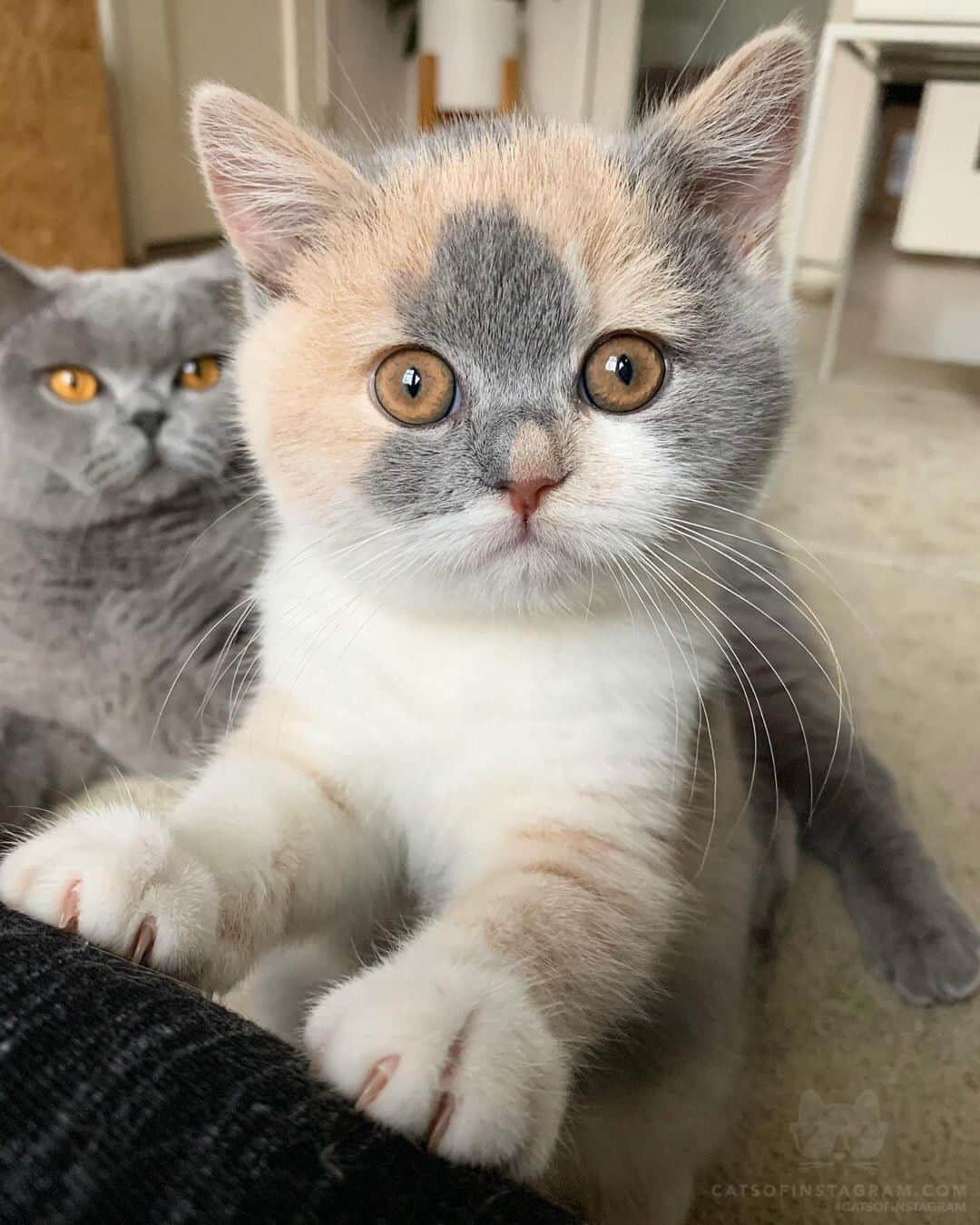 Cats of Instagramさんのインスタグラム写真 - (Cats of InstagramInstagram)「From @willowsparty: “Dropje demanding attention 👀” #catsofinstagram」7月20日 2時50分 - cats_of_instagram