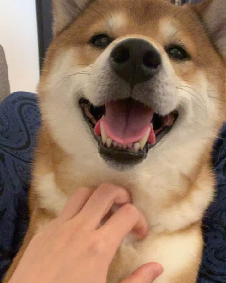 ?Fricko the Shiba Inu?のインスタグラム：「😆cuddling with mamma😆 🐾 🐾 🐾 #Fricko #🐶 #☀️ #shiba #shibainu #dog #柴犬 #赤柴  #adorable #shibalovers #shibaholics  #dogoftheday  #weeklyfluff #aww #dogstagram  #dogscorner #puppiesofinstagram #shibapuppy」