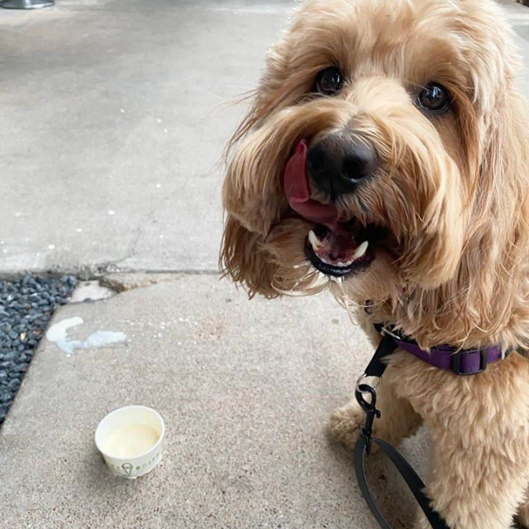 SHAKE SHACKさんのインスタグラム写真 - (SHAKE SHACKInstagram)「We surveyed an expert panel of pups + they unanimously agreed frozen custard was tastier than ice cream. ⠀ ⠀ They also recommended you celebrate #nationalicecreamday with a scoop of custard from your local Shack. 😉 #shakeshack」7月20日 2時59分 - shakeshack