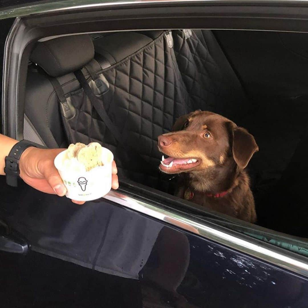 SHAKE SHACKさんのインスタグラム写真 - (SHAKE SHACKInstagram)「We surveyed an expert panel of pups + they unanimously agreed frozen custard was tastier than ice cream. ⠀ ⠀ They also recommended you celebrate #nationalicecreamday with a scoop of custard from your local Shack. 😉 #shakeshack」7月20日 2時59分 - shakeshack