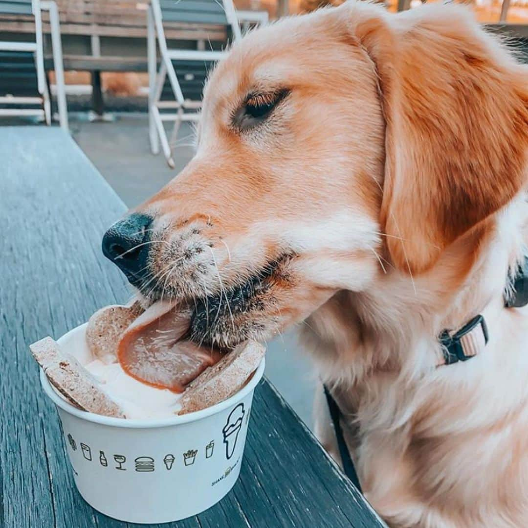 SHAKE SHACKさんのインスタグラム写真 - (SHAKE SHACKInstagram)「We surveyed an expert panel of pups + they unanimously agreed frozen custard was tastier than ice cream. ⠀ ⠀ They also recommended you celebrate #nationalicecreamday with a scoop of custard from your local Shack. 😉 #shakeshack」7月20日 2時59分 - shakeshack