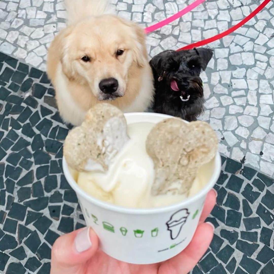 SHAKE SHACKさんのインスタグラム写真 - (SHAKE SHACKInstagram)「We surveyed an expert panel of pups + they unanimously agreed frozen custard was tastier than ice cream. ⠀ ⠀ They also recommended you celebrate #nationalicecreamday with a scoop of custard from your local Shack. 😉 #shakeshack」7月20日 2時59分 - shakeshack