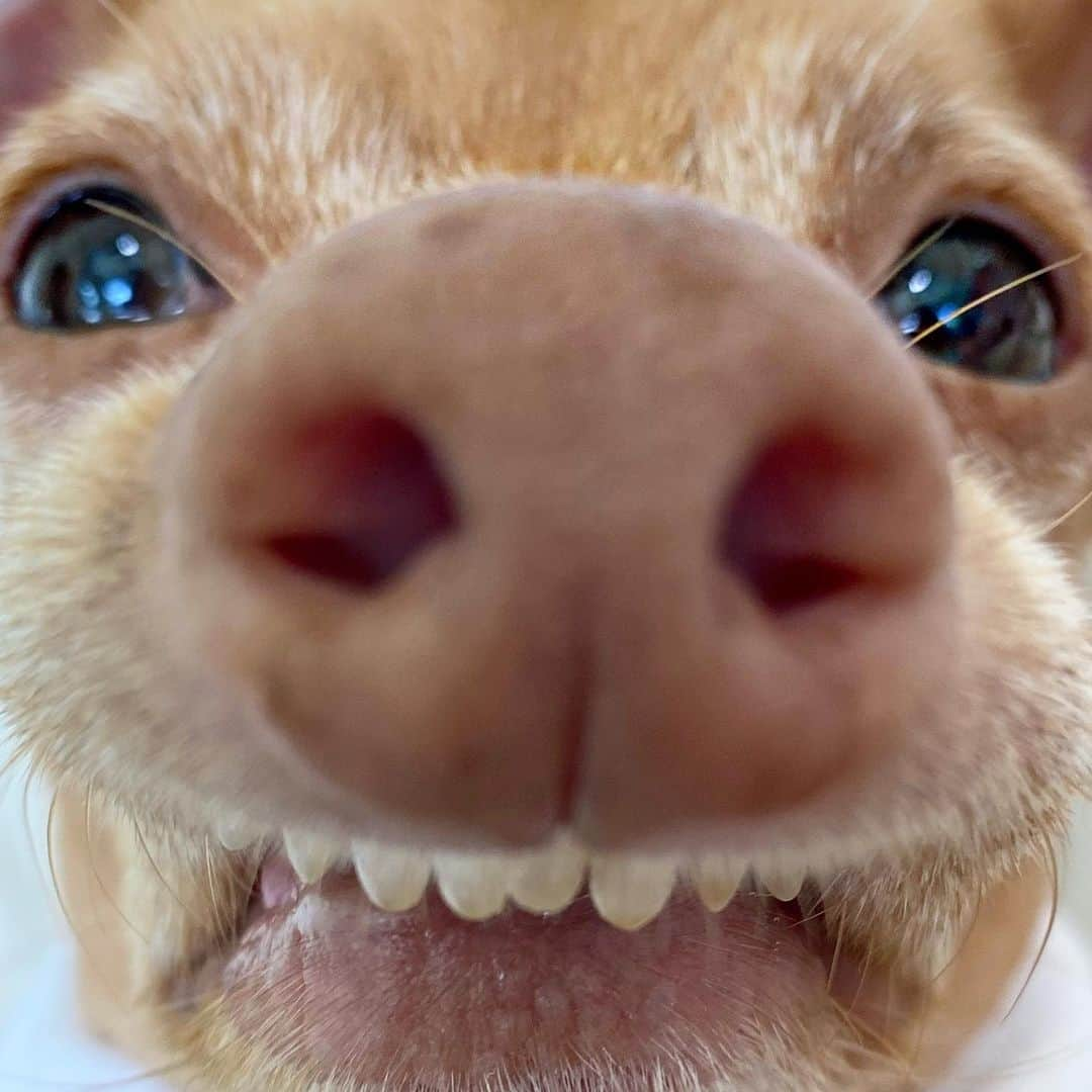 Tuna {breed:chiweenie} さんのインスタグラム写真 - (Tuna {breed:chiweenie} Instagram)「If this weekend was uneventful for you, here’s something to redeem it. Kiss or boop this sweet nose. Go ahead. I double dog dare you. And send this to someone who needs a little joy, while you’re at it. I triple dog dare you. 😘🐽」7月20日 3時05分 - tunameltsmyheart