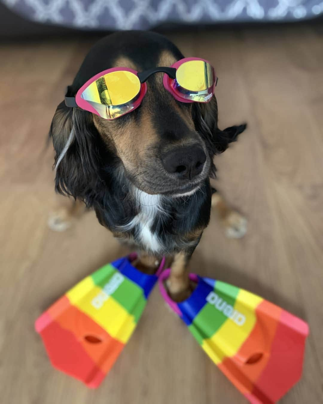 ハンナ・ミレイさんのインスタグラム写真 - (ハンナ・ミレイInstagram)「‼️Caption this‼️ 🔹 🔹 🔹 #teamarenauk #premax #poppy #poppyintraining #lockdown #pride #rainbowfins #scottishspanielsofInstagram #scottishinstagramdogs #arenadogs」7月20日 3時22分 - smiley8889