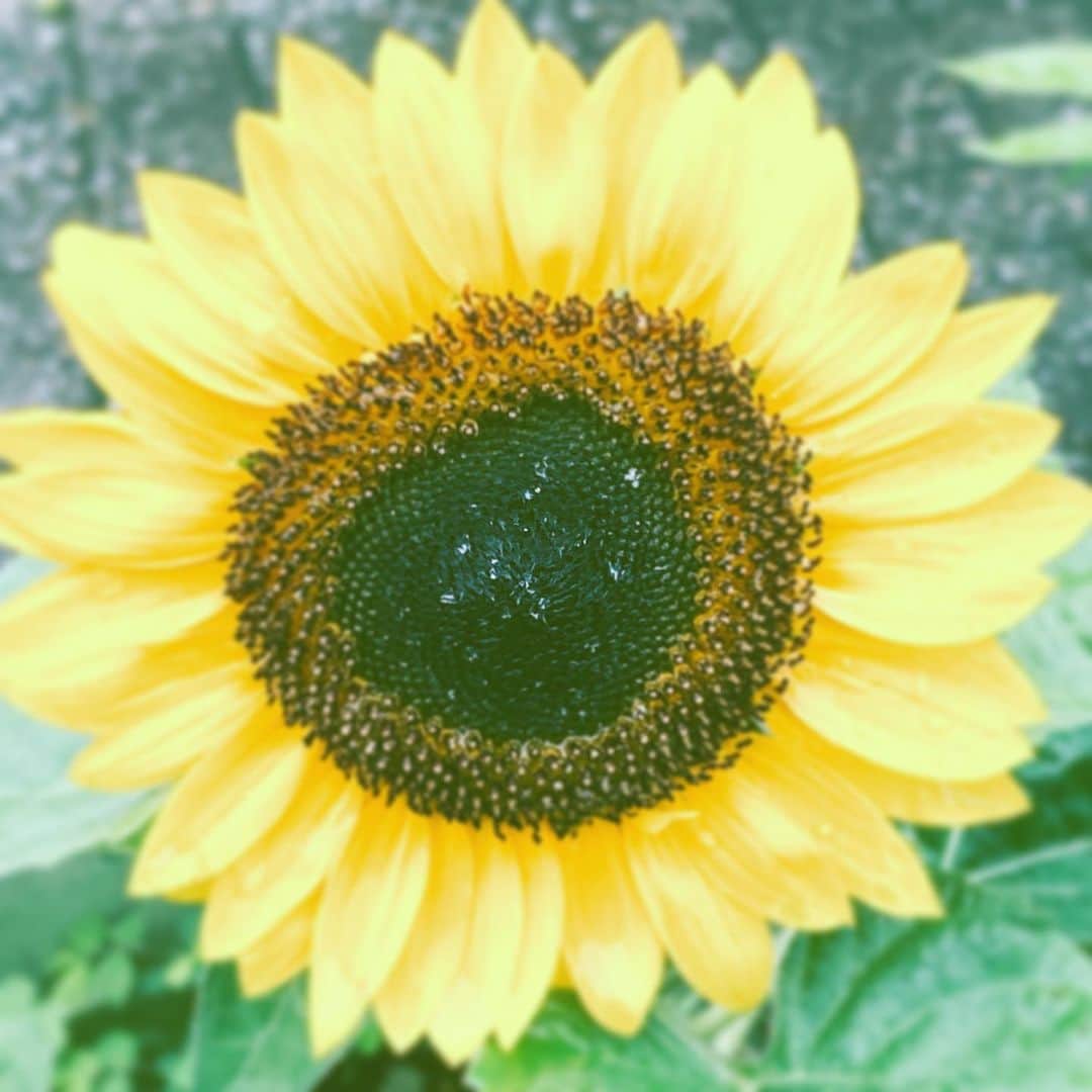 のインスタグラム：「#scentofsummer #himawari #yellow #hope」
