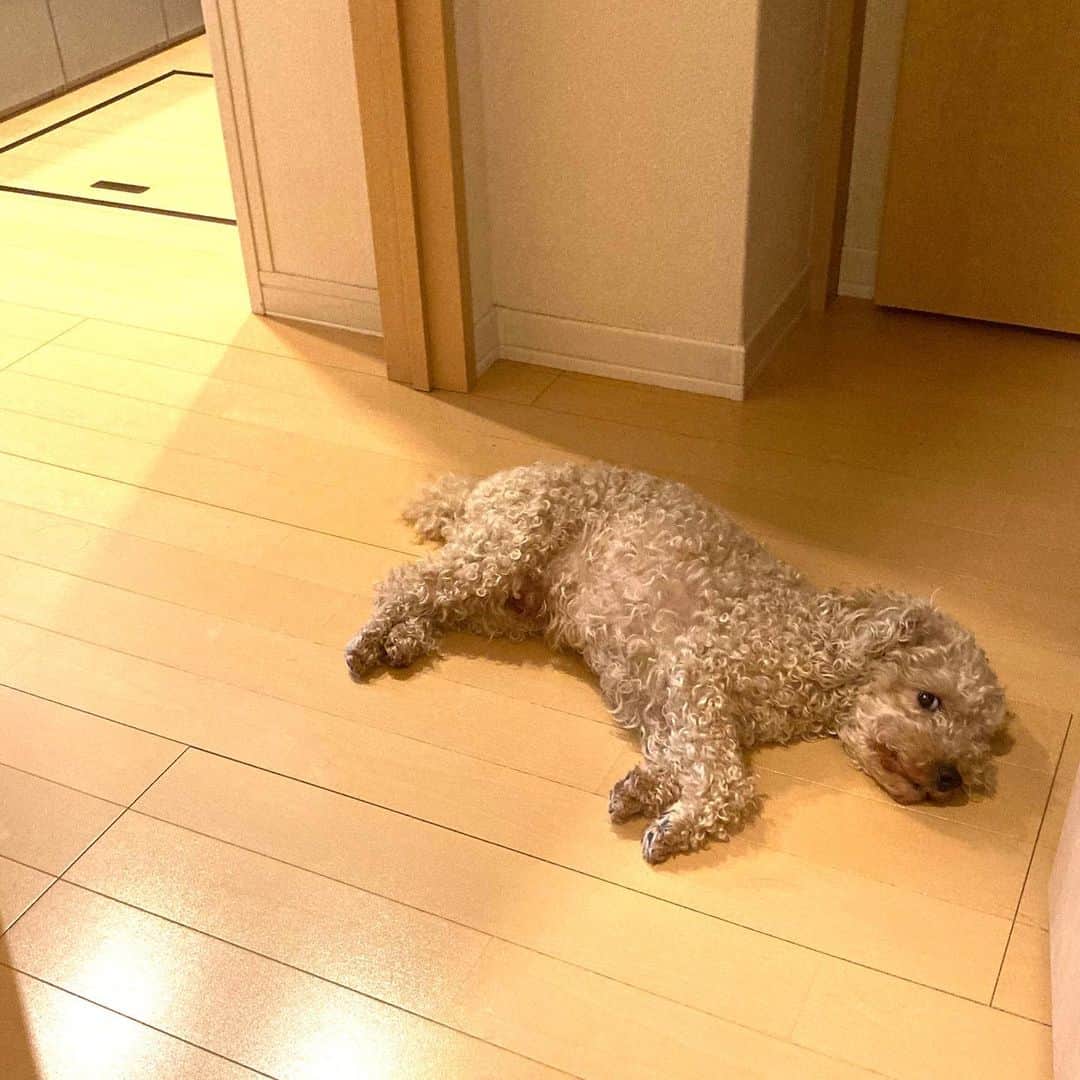 チャチャ丸さんのインスタグラム写真 - (チャチャ丸Instagram)「暑い時こうなります。 #こっち見てる . . #トイプードル #ペット#dog #動物#toypoodle #イコール」7月20日 9時22分 - cha2maru_ch
