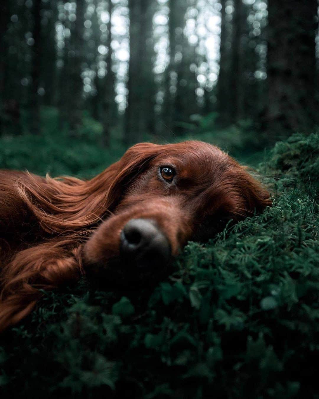 8crapさんのインスタグラム写真 - (8crapInstagram)「“Did you know sleeping next to your dog makes you fall asleep faster, reduces depression and makes you live longer.” - 📷 @george_and_troja - #barked #dog #doggo #IrishSetter」7月20日 5時00分 - barked