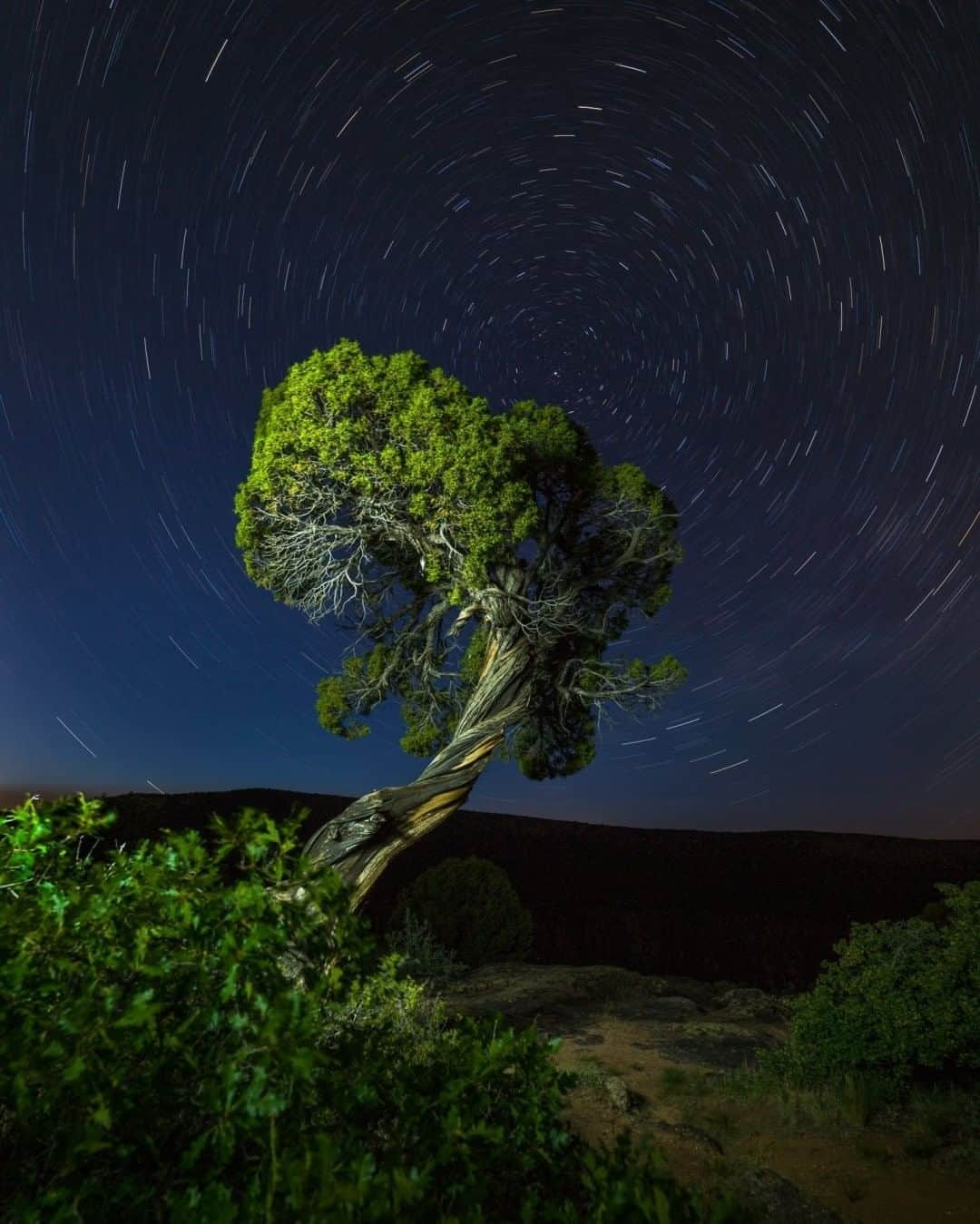 National Geographic Travelさんのインスタグラム写真 - (National Geographic TravelInstagram)「Photo by @michaelclarkphoto  Twisted piñon pine trees stand atop Dragon Point on the South Rim of the Black Canyon of the Gunnison near Montrose, Colorado. #blackcanyon #gunnison #colorado」7月20日 5時06分 - natgeotravel