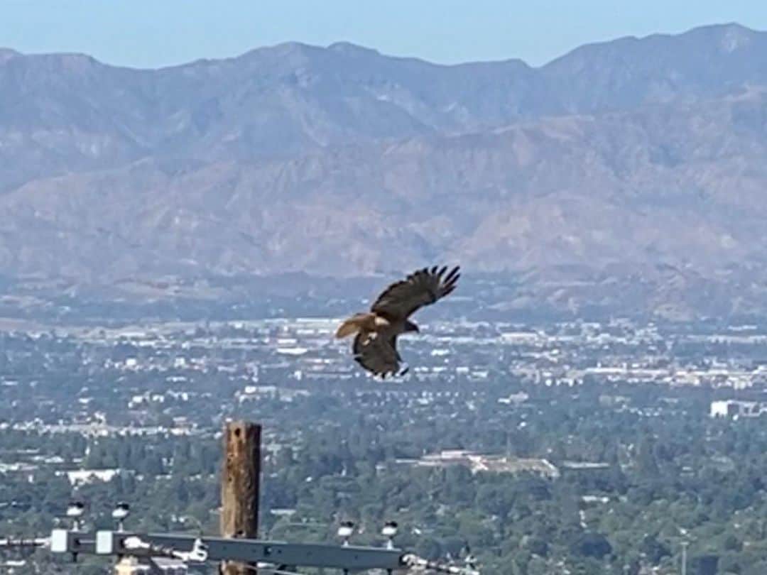 メアリー・マコーマックのインスタグラム：「Our resident red tailed hawk flying off his perch outside our window.」