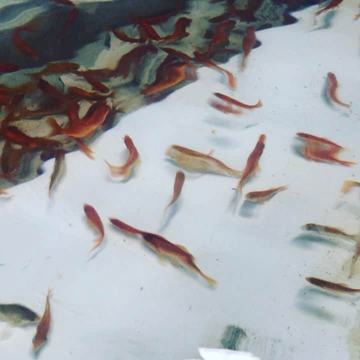 井手大介のグルメインスタ