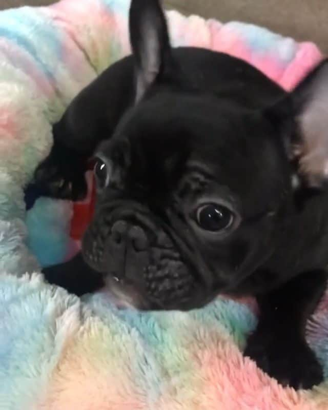 French Bulldogのインスタグラム