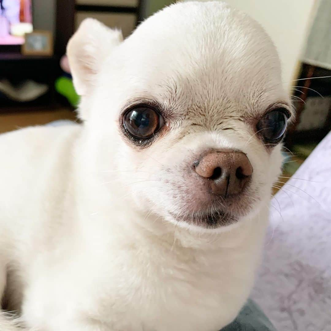 KORIKIのインスタグラム：「おはようございます♪ * #dogofsapporo #dog, #dogs, #dogstagram,#chihuahua,#犬バカ部,#チワワ,#koriki, #hanadog #白スムチ連合会, #スムチー,  #dogofthedayjp, #dogoftheday  #ilovemydog #instadog #instapet #WhiteChihuahua  #吉娃娃 #치와와  #dogsofinstagram #Chihuahualover  #ชิวาวา #チワワの輪 #barkbox #WhiteChihuahuaParty #もふもふモフモフ」