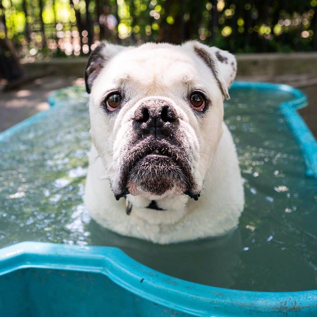 The Dogistさんのインスタグラム写真 - (The DogistInstagram)「Tater Tot, English Bulldog/Pug mix (9 y/o), Tompkins Square Park, New York, NY • “He got expelled from doggy daycare. He hogged the human stuff. He wouldn’t let any of the other dogs get any attention. He loves this pool. This is his version of the Hamptons.” @officialtater」7月20日 7時41分 - thedogist