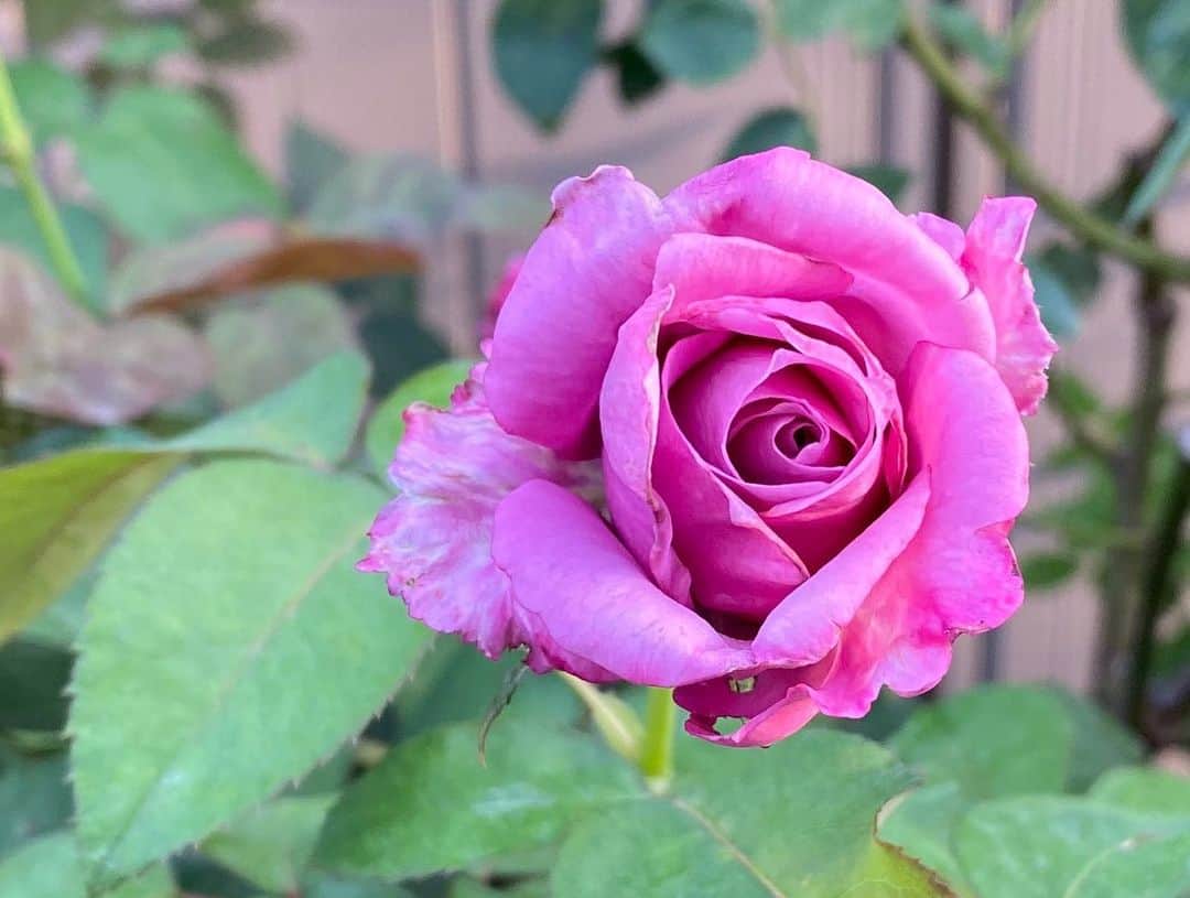 のインスタグラム：「#バラ日記 #roses 82日目　晴　早朝  シャルルドゴール イングリッドバーグマン ジャンヌダルク アルティシモ 芽衣 アンナプルナ バレリーナ ラフランス ロイヤルサンセット  #roses🌹 #rosestagram #rose」