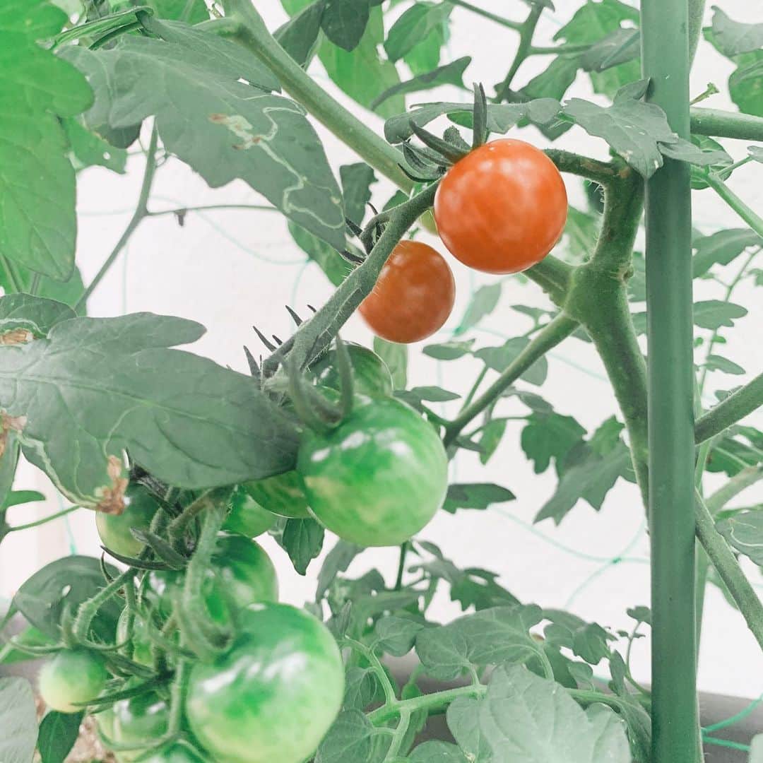 若林翔子のインスタグラム：「. . ミニトマト🍅 明日には収穫できそう🥰🥰🥰 野菜かわいーーー😍 . #家庭菜園　#野菜　#ミニトマト　#かぼちゃ　#なす　#ズッキーニ　#ピーマン　#きゅうり」
