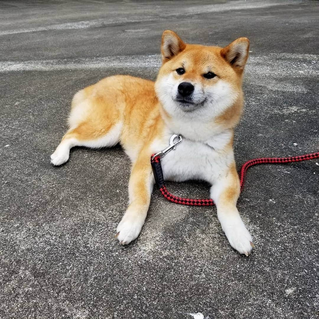 柴犬たま Shibainu Tamaさんのインスタグラム写真 - (柴犬たま Shibainu TamaInstagram)「﻿ 久しぶりに日向ぼっこ出来てご満悦なたまーば😎☀﻿ ﻿﻿﻿ Caption trans🇬🇧﻿﻿﻿ Tama was happy to be able to sunbathe for the first time in a long time😎☀﻿ ﻿﻿﻿ #柴犬たま #たママ #たまーば #日向ぼっこ #日光浴 #日向ぼっこ好き #こんがり焼き #あくび #ヒコーキ耳 #かなりまるい #ふわもこ﻿ #柴犬 #shiba #shibainu #shibastagram #犬 #dog」7月20日 17時05分 - tama7653