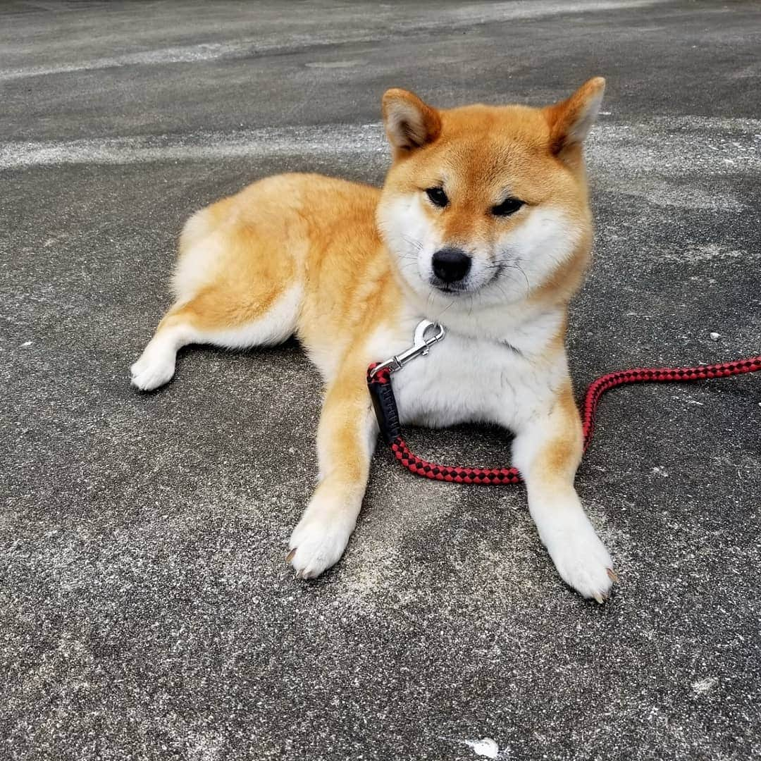 柴犬たま Shibainu Tamaのインスタグラム