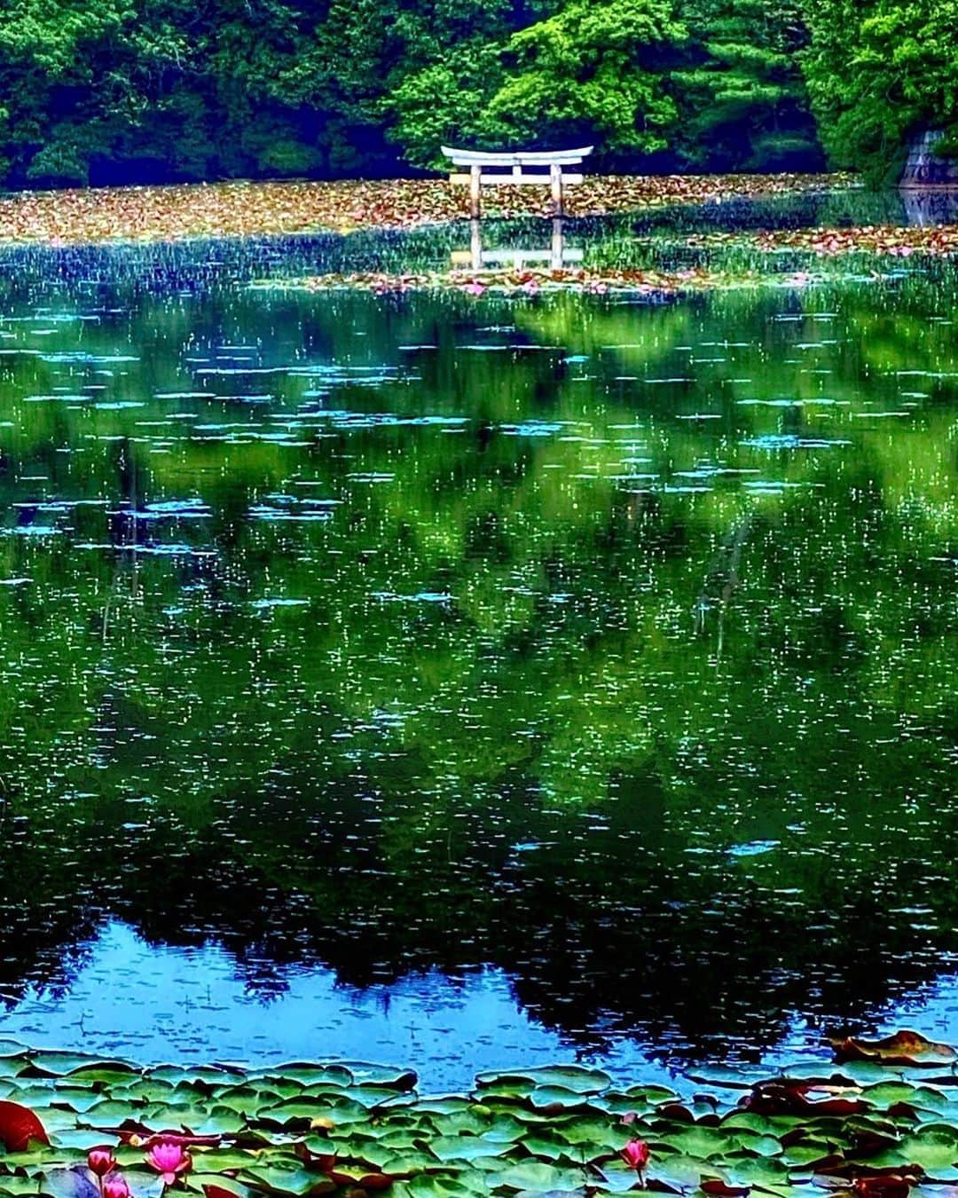 hama_aki_pppさんのインスタグラム写真 - (hama_aki_pppInstagram)「滋賀県#弁天池 #沈み鳥居  Location Siga Japan    2020.7.19    青森をお休みして昨日行って来た弁天池の鳥居を⛩フォロワーさんのpost見て行きたくなった池に浮かんでいるような鳥居。で〜っかい睡蓮池に浮かぶ鳥居は幻想的でした。　 　 　  #神社仏閣　 #寺院仏閣　 #美しい日本　 #日本庭園  #おとな旅プレミアム　 #滋賀県観光  #鳥居  #こころから  #タビジェニ　 #deaf_b_j_  #deaf_bestshot_japan  #top_favorite_shots  #japan_vacations  #japanese_garden  #inspring_shot #beautiful_kansai #worldbestshot  #japanesetemple  #japanesegarden  #lovers_united_japan  #jalan_travel  #joytb  #rakutentravel」7月20日 17時23分 - hama_aki_ppp