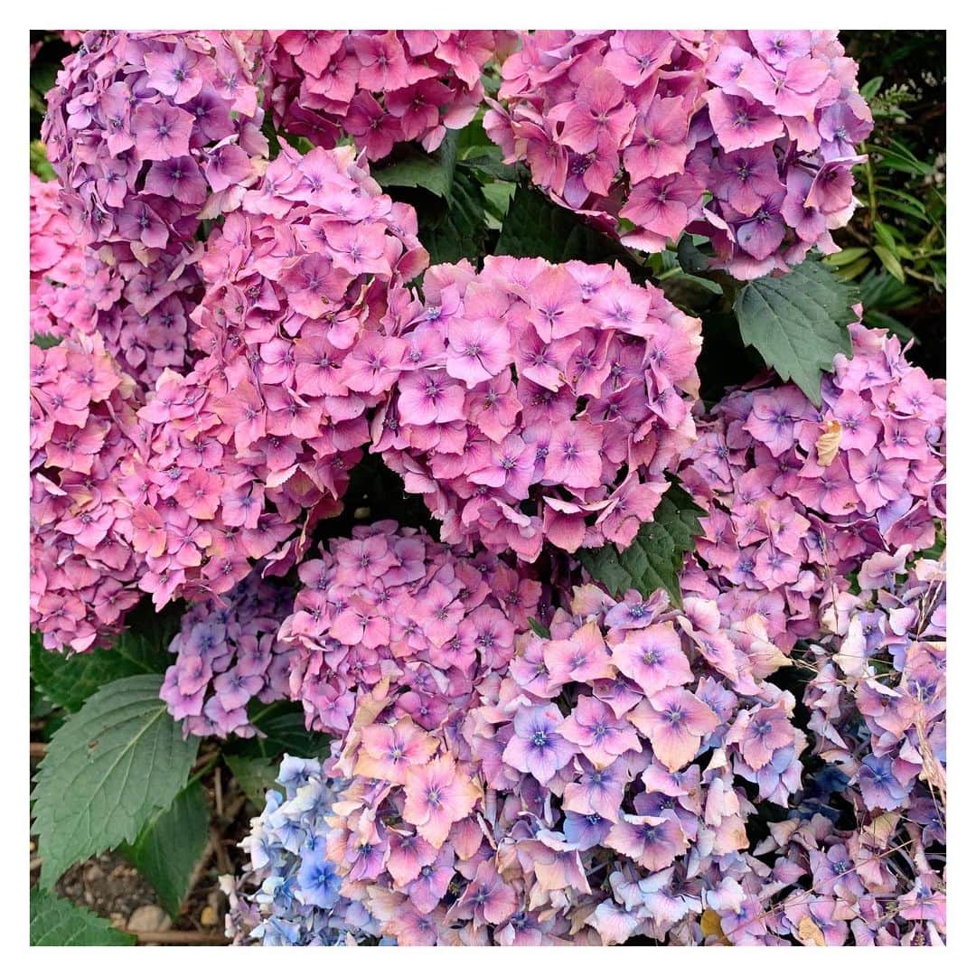 Olivia Burtonさんのインスタグラム写真 - (Olivia BurtonInstagram)「Some floral inspo for the week - have a magical Monday 🌸 #OliviaBurton #MondayMagic #HappyMonday #Hydrangeas #FlowerLovers」7月20日 17時24分 - oliviaburtonlondon
