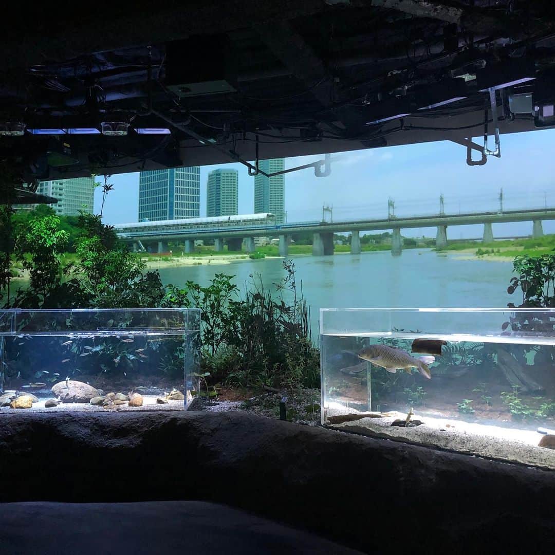 【公式】東京コミュニケーションアート専門学校ECOさんのインスタグラム写真 - (【公式】東京コミュニケーションアート専門学校ECOInstagram)「カワスイ川崎水族館OPEN‼️ 「世界の美しい水辺」をテーマに、地元多摩川からアジア、アフリカ、アマゾン‥そこに棲む魚や動物たち🦎🐸🐒水槽のバックにある映像を見ながら世界の水辺をお散歩🚶‍♂️ 卒業生もオープニングスタッフとして頑張ってます٩( 'ω' )و #tcaeco #tca東京eco動物海洋専門学校 #東京コミュニケーションアート専門学校eco #水族館 #動物園 #動物の専門学校 #カワスイ #川崎水族館」7月20日 17時28分 - tca_eco