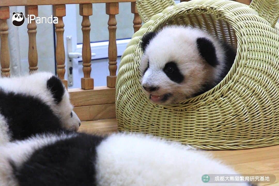iPandaさんのインスタグラム写真 - (iPandaInstagram)「Today’s ‘panda villa’ is occupied. Would you mind coming earlier tomorrow? (Hot Dry Noodles & Chengdu Egg Pancake) 🐼 🐾 🐼 #panda #ipanda #animal #pet #adorable #China #travel #pandababy #cute #photooftheday #Sichuan #cutepanda #animalphotography #cuteness #cutenessoverload」7月20日 17時30分 - ipandachannel