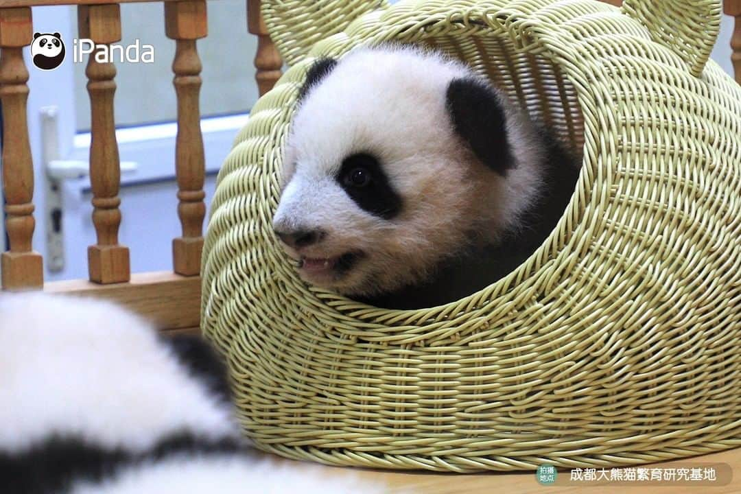 iPandaさんのインスタグラム写真 - (iPandaInstagram)「Today’s ‘panda villa’ is occupied. Would you mind coming earlier tomorrow? (Hot Dry Noodles & Chengdu Egg Pancake) 🐼 🐾 🐼 #panda #ipanda #animal #pet #adorable #China #travel #pandababy #cute #photooftheday #Sichuan #cutepanda #animalphotography #cuteness #cutenessoverload」7月20日 17時30分 - ipandachannel