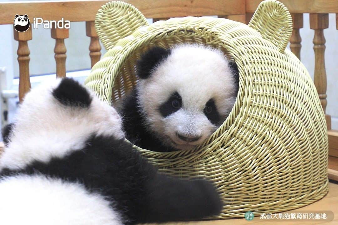 iPandaさんのインスタグラム写真 - (iPandaInstagram)「Today’s ‘panda villa’ is occupied. Would you mind coming earlier tomorrow? (Hot Dry Noodles & Chengdu Egg Pancake) 🐼 🐾 🐼 #panda #ipanda #animal #pet #adorable #China #travel #pandababy #cute #photooftheday #Sichuan #cutepanda #animalphotography #cuteness #cutenessoverload」7月20日 17時30分 - ipandachannel