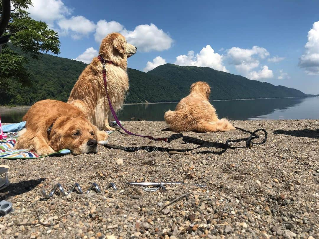 ともさんのインスタグラム写真 - (ともInstagram)「湖を堪能したゴールデン達❤️ * めちゃくちゃ暑い支笏湖は初めて！ 日焼け止めを塗り忘れた足の甲が痛くて痛くてスリッパが履けません😅 * #動画上手く撮れてるかなぁ… #ゴールデンレトリバー　#百福　#笑福　#こーる君12歳」7月20日 17時33分 - tomowithdog