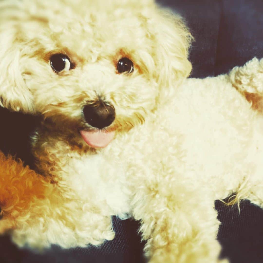 松嵜麗さんのインスタグラム写真 - (松嵜麗Instagram)「BOB  気付いたら椅子を占領している我が家のBOSS🤣  はー、可愛い。 可愛い言わなかった日ないわー 毎日言ってる🥰  #BOB #ビショプー  #ビションプー  #いぬすたぐらむ  #犬  #いぬのいる暮らし」7月20日 18時03分 - reiandbob